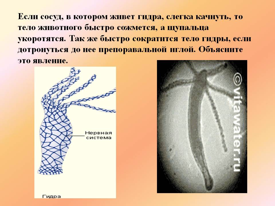 Как открыть кракен